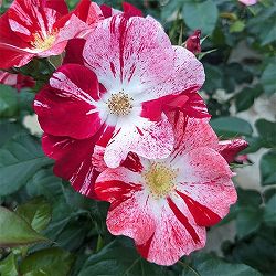 [26年5月中下旬予約]四季咲中輪バラ：シムサラビン！新苗