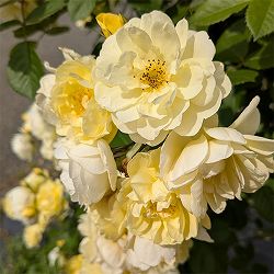 [26年5月中下旬予約]つるバラ：レモン シルエッタ新苗