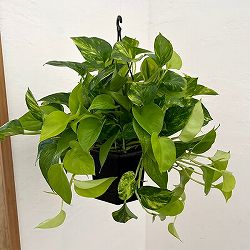 ポトス（2色植え）：ハッピーライム5号吊り鉢