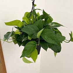 ポトス（2色植え）：マーブルライム5号吊り鉢
