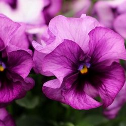 見元園芸さんのパンジー：ファランドール3-3.5号ポット*