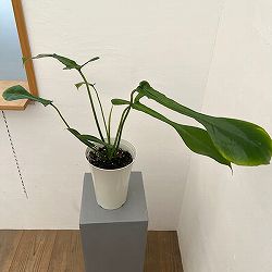 フィロデンドロン：ジョーピー　6号鉢植え