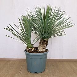 ユッカ：ロストラータ　ブルー＆ブルー（多頭）40cm鉢植え