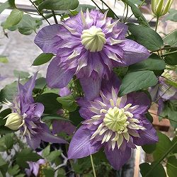 クレマチス：タイキ（大樹）4号ロングポット