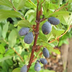 ハスカップ（ハニーベリー）：シルギンカ5号ポット