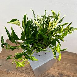 [25年8月下旬予約]ポトス：テルノ3種寄せ植え（ラブソング・サンシャイン・シャングリラ）　5号ネガミエル植え