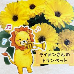 もこもこカレンジュラ：ライオンさんのトランペット（エミフル マロン）2.5号ロングポット