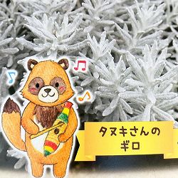 ヘリクリサム：タヌキさんのギロ（シルバーパティオ）2.5号ロングポット