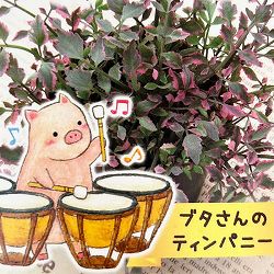 セリ：ブタさんのティンパニー（斑入り フラミンゴ）2.5号ロングポット