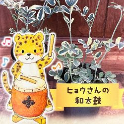 コロニラ：ヒョウさんの和太鼓（バレンティナバリエガータ）2.5号ロングポット