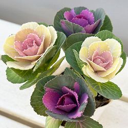 ハボタン：冬うらら＆ウィンターチェリー4本仕立て3号ポット