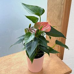 ミニアンスリウム：ローズ2.5号鉢植え