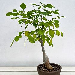 モリンガ：ステノペタラ（木化仕立て・実生苗）4号ポット25-02