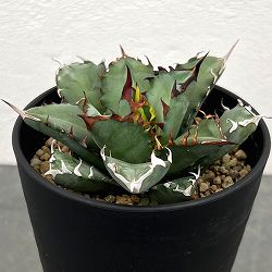 アガベ：チタノタ　姫仁王冠　3.5号鉢植え