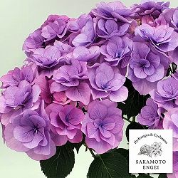 アジサイ：クレア（ブルー）3.5号ポット