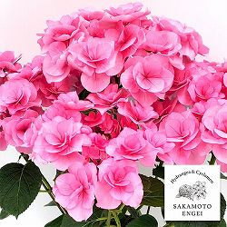 アジサイ：クレア（ピンク）3.5号ポット