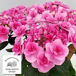 アジサイ：リリールー（ピンク）3.5号ポット