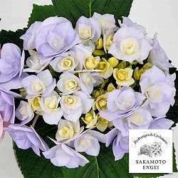 アジサイ：ノーブリア（ブルー）3.5号ポット