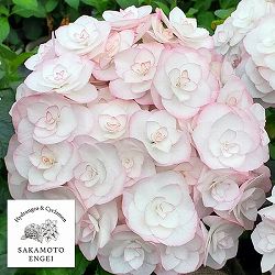 アジサイ：光雲（コウウン）（ピンク）3.5号ポット