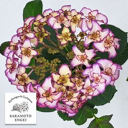 アジサイ：フローレンス（ブルー）3.5号ポット