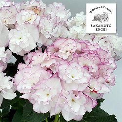 アジサイ：イリス（ピンク）3.5号ポット