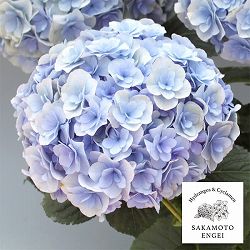 アジサイ：ポージィブーケ　リリ（ブルー）3.5号ポット