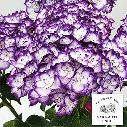 アジサイ：雅姫（みやび）（ブルー／パープル）3.5号ポット