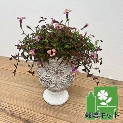 栽培セット：スーパートレニア：カタリーナ ラムレーズン（アントワープカップ・土・肥料・鉢底ネット付）