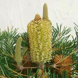 [ザ・ファームセレクト]バンクシア：バースデイキャンドル 　5号鉢植え