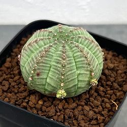 ユーフォルビア：オベサ　子吹きシンメトリカ 　2.5号鉢植え