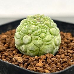 プセウドリトス：ミギウリティヌス　2.5号鉢植え