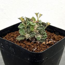 [ザ・ファームセレクト]ユーフォルビア：トゥレアレンシス　2.5号鉢植え