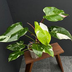 フィロデンドロン：ホワイトプリンセス　５号ネガミエル植え25-03