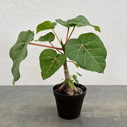 フィカス：アブチリフォリア　3号鉢植え