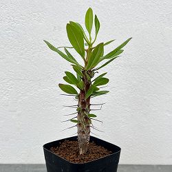 フォーキエリア：オコトテレナエ　2.5号鉢植え