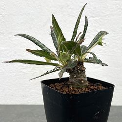 ドルステニア：ランキフォリア　 2.5号鉢植え