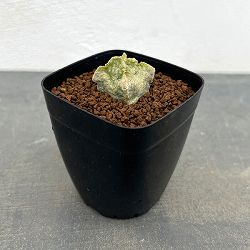 [ザ・ファームセレクト]ホワイトスロアネア：クラサ　2.5号鉢植え