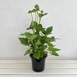 シュウメイギク（秋明菊）：ももね5号鉢植え