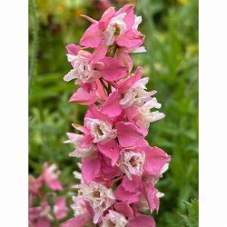 [26年1月中下旬予約]チドリソウ（千鳥草・ラークスパー）：ファンシーローズ3.5号ポット