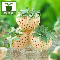 [26年1月中下旬予約]イチゴ：パインベリー3号ポット*