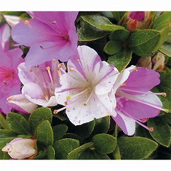 [25年10月中下旬予約]深山霧島ツツジ：彩の松坂3.5号ポット