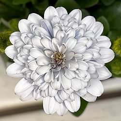 オステオスペルマム：シルバームーン3.5号ポット