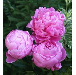 [25年10月中下旬予約]シャクヤク（芍薬）：長屋赤4号ポット