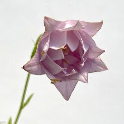 キキョウ(桔梗）：藤色三重咲3号ポット