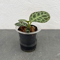 ラビシア：タートルバック　1.5号ポット