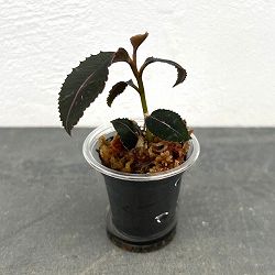 ラビシア：プミラ　1.5号