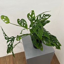 モンステラ：アクミナータ　3号鉢植え