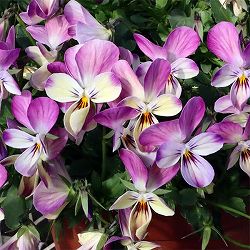 見元園芸さんのビオラ：ミシェルラビンMIX3-3.5号ポット*