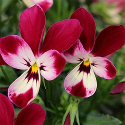 見元園芸さんのビオラ：ルビーラパン3-3.5号ポット*