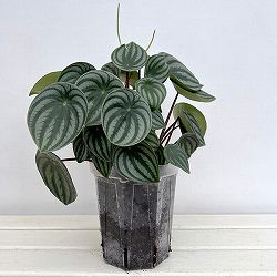 ぺぺロミア ：サンデルシー　5号ネガミエル植え